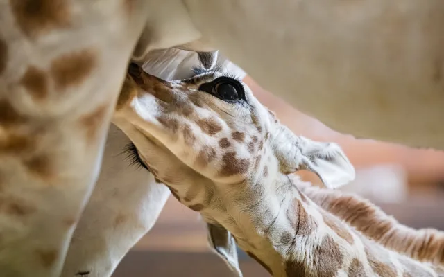 V zoo Dvůr Králové se narodilo další mládě ohrožené žirafy Rothschildovy