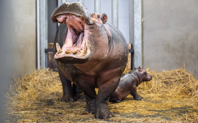 V zoo Dvůr Králové se narodili hroch a mládě ohrožené žirafy Rothschildovy