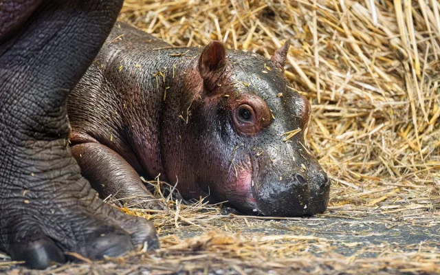 V zoo Dvůr Králové se narodili hroch a mládě ohrožené žirafy Rothschildovy