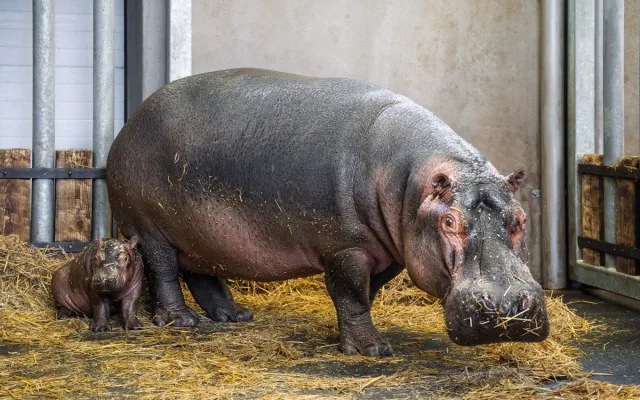 V zoo Dvůr Králové se narodili hroch a mládě ohrožené žirafy Rothschildovy