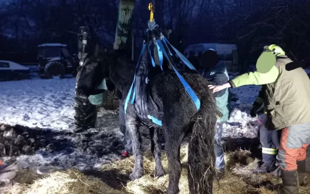 Na pomoc zesláblému koni do Rohoznic u Hořic museli přijet speciálně proškolení hasiči