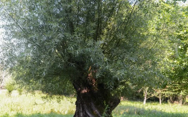 Vlnovka na stromě? Jde o biotopový strom, zůstane až do úplného rozpadu
