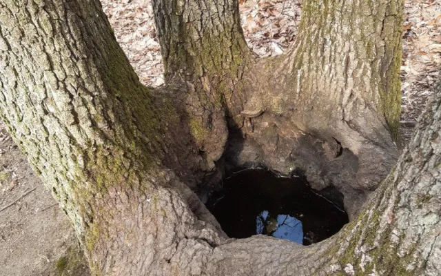 Vlnovka na stromě? Jde o biotopový strom, zůstane až do úplného rozpadu