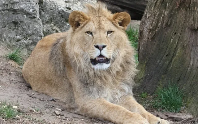 FOTO: Vzácný lev odcestoval z Moravy do Izraele, nebezpečí mu prý nehrozí