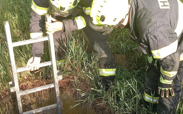 FOTO: Hasiči v Předměřicích zachránili psa. Spadl do hluboké skruže