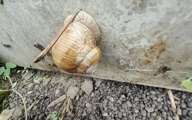 Požár elektrického rozvaděče na Trutnovsku způsobil hlemýžď