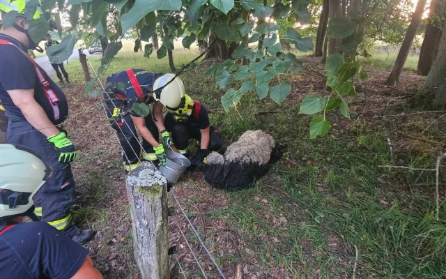Hasiči o víkendu zachraňovali ovci z mokřadu i ptáče uvězněné v okapu