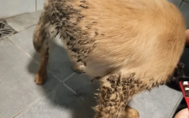 Psi žijící v nevyhovujících podmínkách