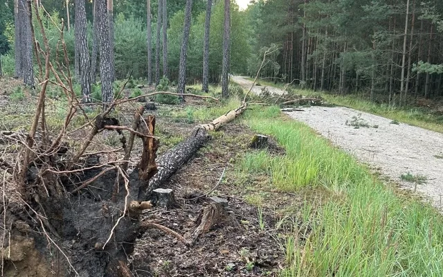 Bouře poničila městské lesy v Hradci. Některá místa jsou nebezpečná
