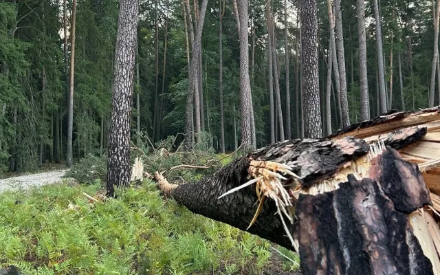 Bouře poničila městské lesy v Hradci. Některá místa jsou nebezpečná