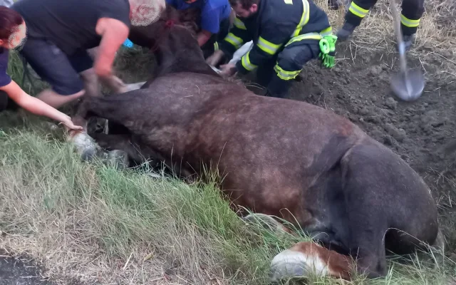 FOTO: 900kilový kůň spadl do příkopu. Hasiči ho zachraňovali speciální sítí