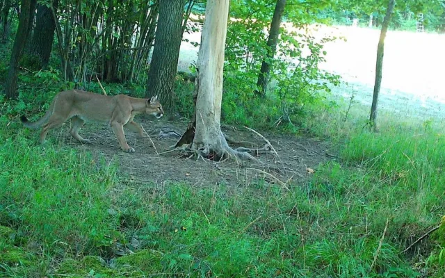 Puma u českých hranic? Fotka z fotopasti byla podvrh, hlásí policie