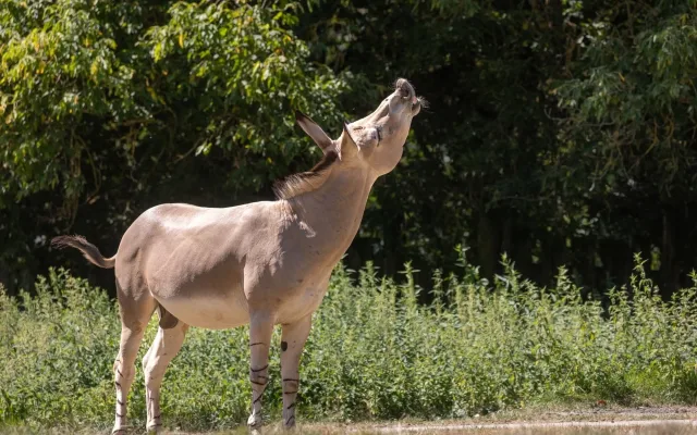 Samec z Liberce přijel na námluvy. V Safari Parku pomáhá zachránit vzácný druh