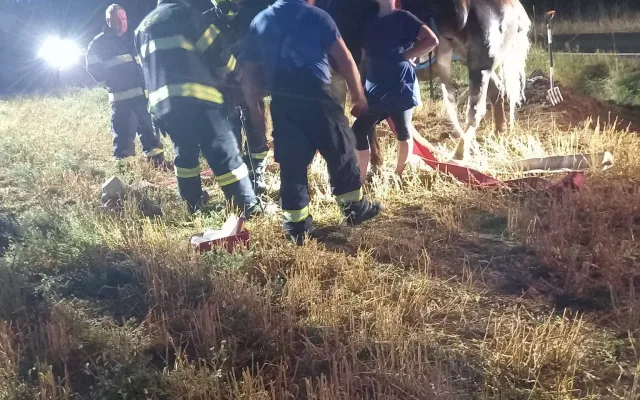 FOTO: 900kilový kůň spadl do příkopu. Hasiči ho zachraňovali speciální sítí