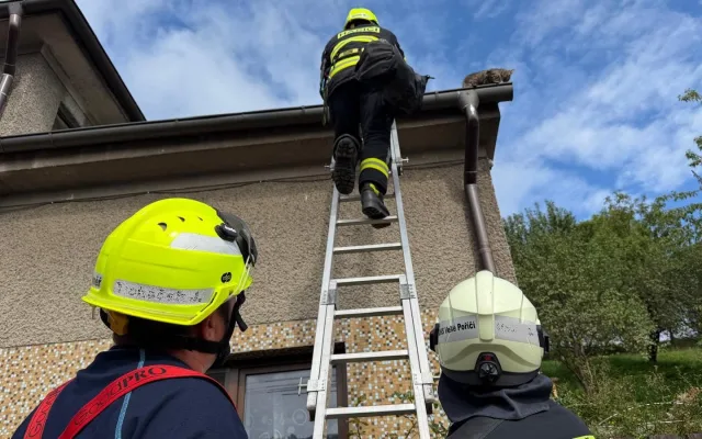 Nejčastější otázka na hasiče dostala odpověď. Ano, zachraňují kočky