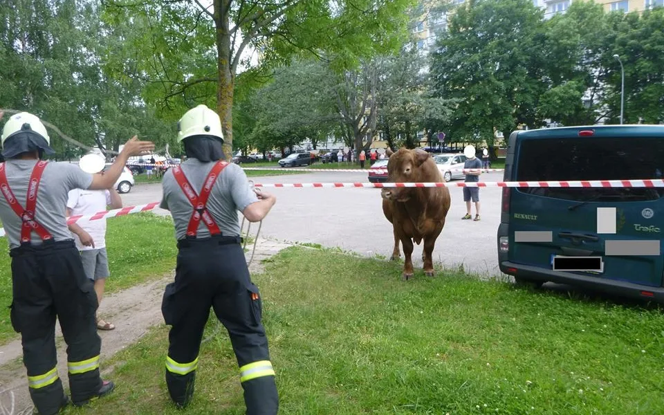 Býk v Trutnově