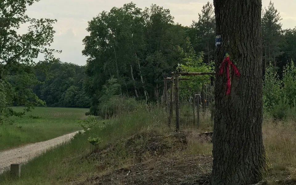 Postříkané stromy