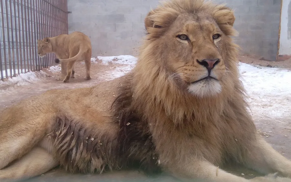 Lev Africký chovaný v Bioparku Štít