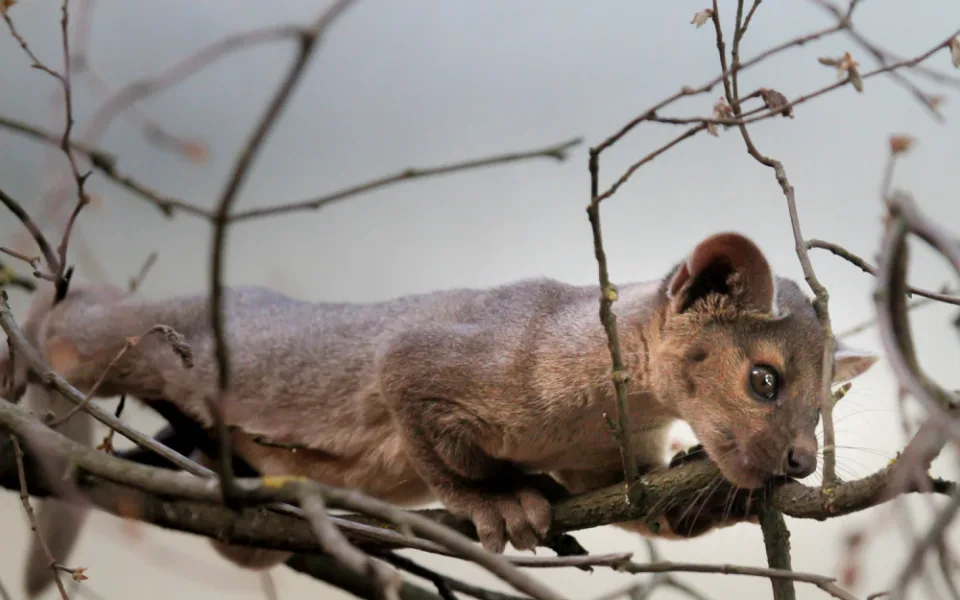 Fosa