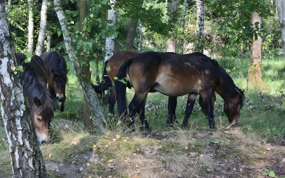 Koně v hradecké lokalitě Na Plachtě