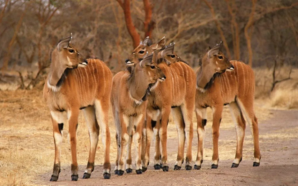 antilopa Derbyho