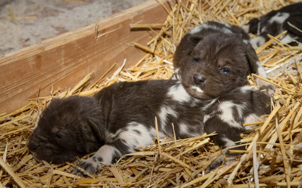 ZOO Dvůr Králové odchovala šest mláďat ohroženého psa hyenového