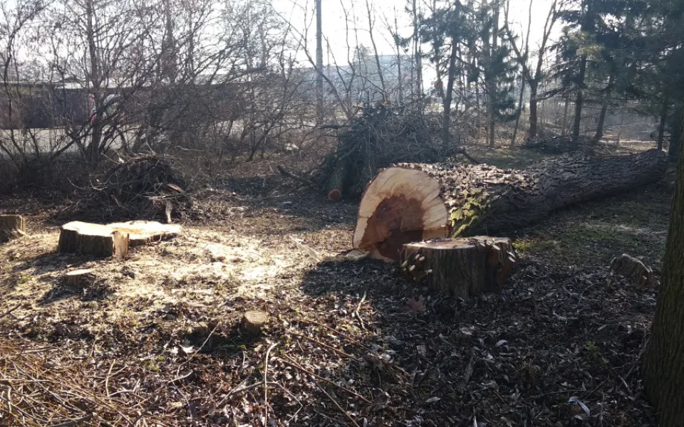 Park Háječek prochází rozsáhlými úpravami. Na jaře začne výsadba nových stromů