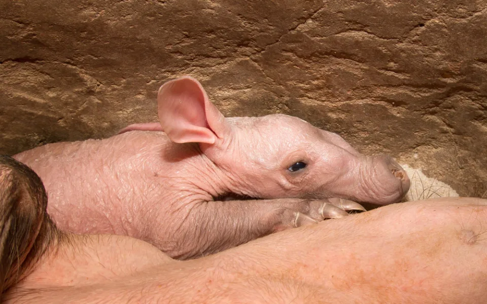 ZOO Dvůr má po dvou letech další mládě hrabáče kapského