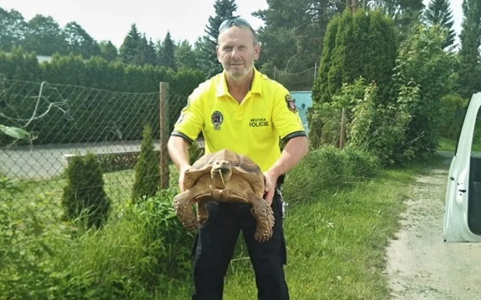Ochycená želva