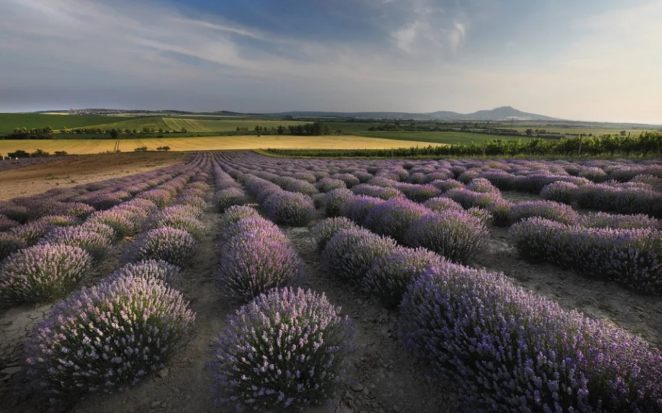 Levandulová farma ve Starovičkách