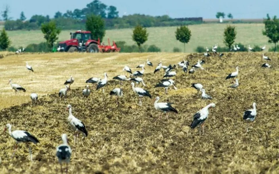 Hubení hrabošů vzbuzuje vlny pobouření. Ministerstvo bude jednat o dalších možnostech.