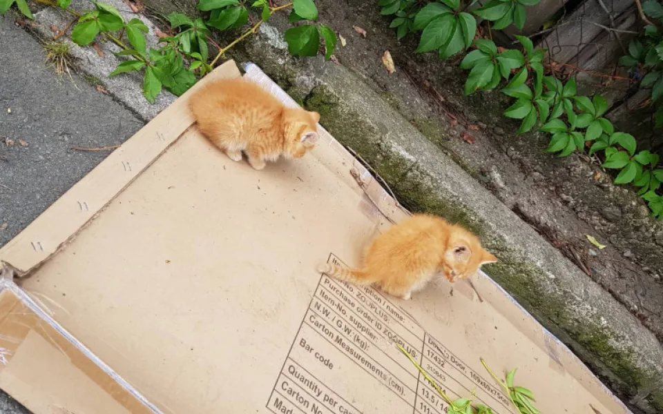 Odhozená koťata, nebo se zatoulala?