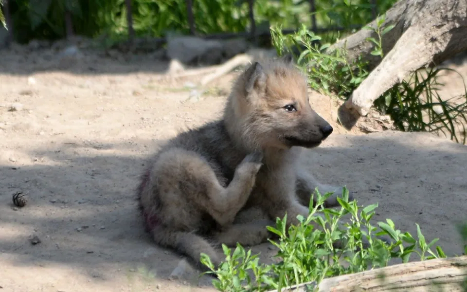 Vlci se rodí i v zajetí. Na fotce mládě vlka narozené v olomoucké zoo