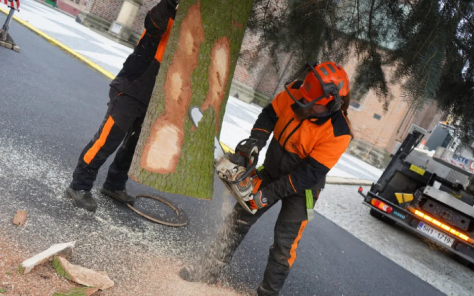 Vánoční stromy se na hradecká náměstí přepraví v úterý. 
