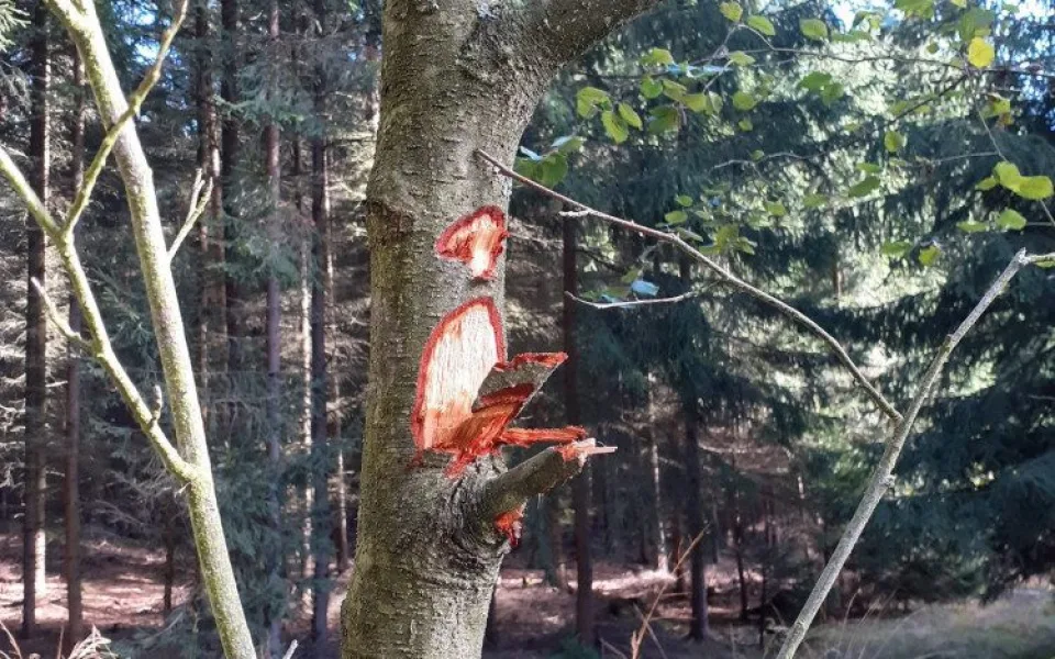 Jeden z poničených stromů u Bělečka.