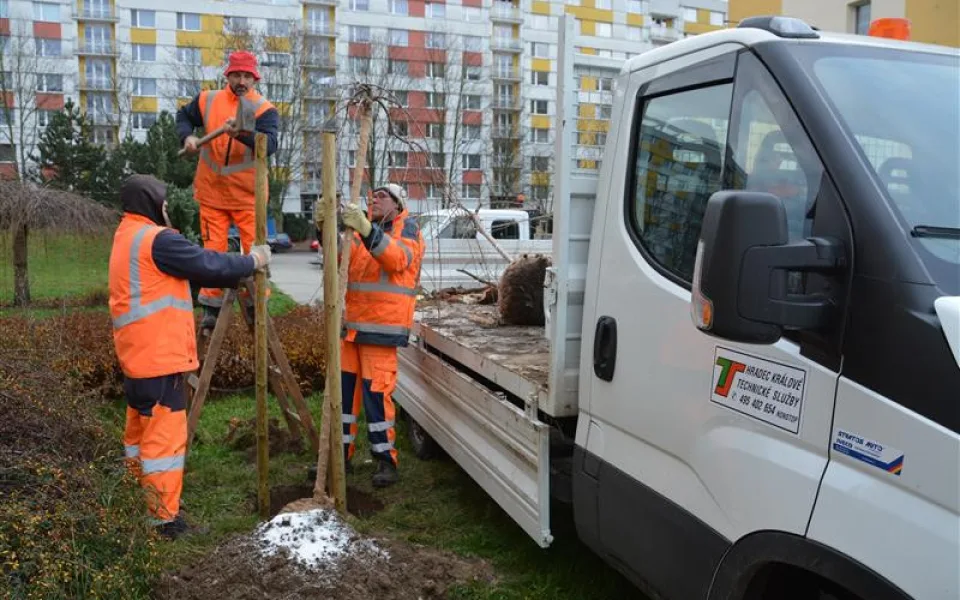 Zeleň v Hradci Králové doplnily stovky nových stromů
