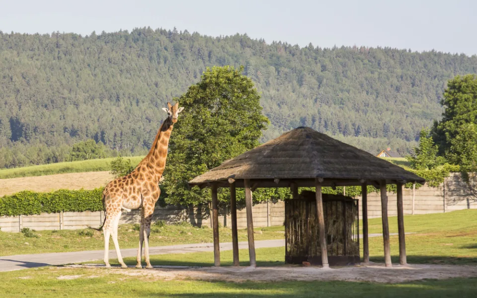 Zoo Dvůr Králové nad Labem