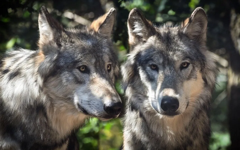 wolf-2984865_960_720