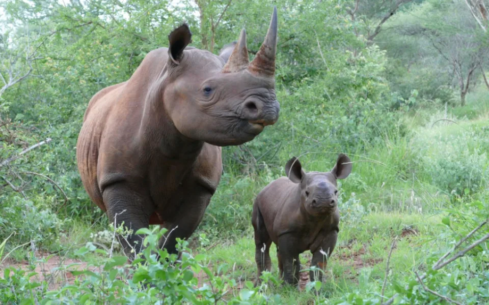 SafariPark Dvůr Králové nad Labem
