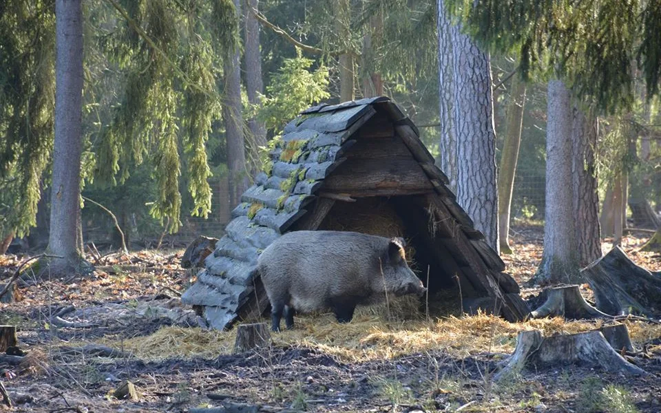 divočák Pepina
