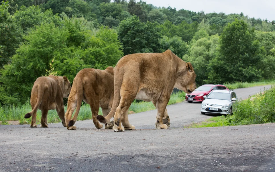 Projížďky v safari parku ve Dvoře Králové nad Labem
