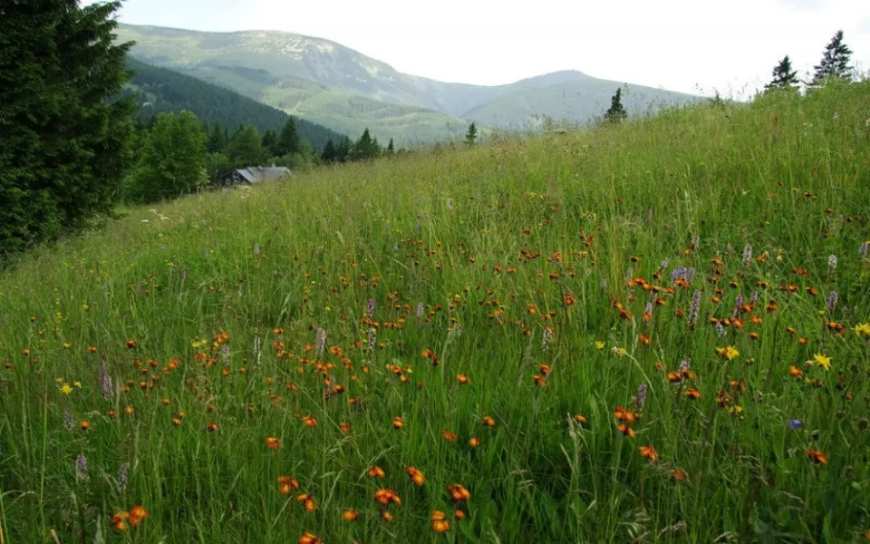 horsá louka v Krkonoších