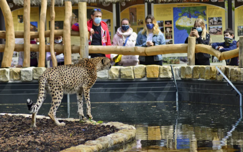 Zoologická zahrada má unikátní výběh pro gepardy. Od návštěvníků je dělí pouze voda