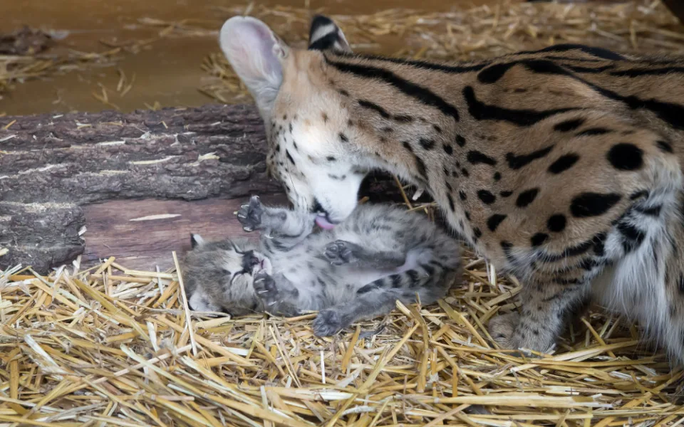 FOTO: Safari Park ve Dvoře má nový přírůstek. Dvojčátka servalů odchovají netradičně samice i samec