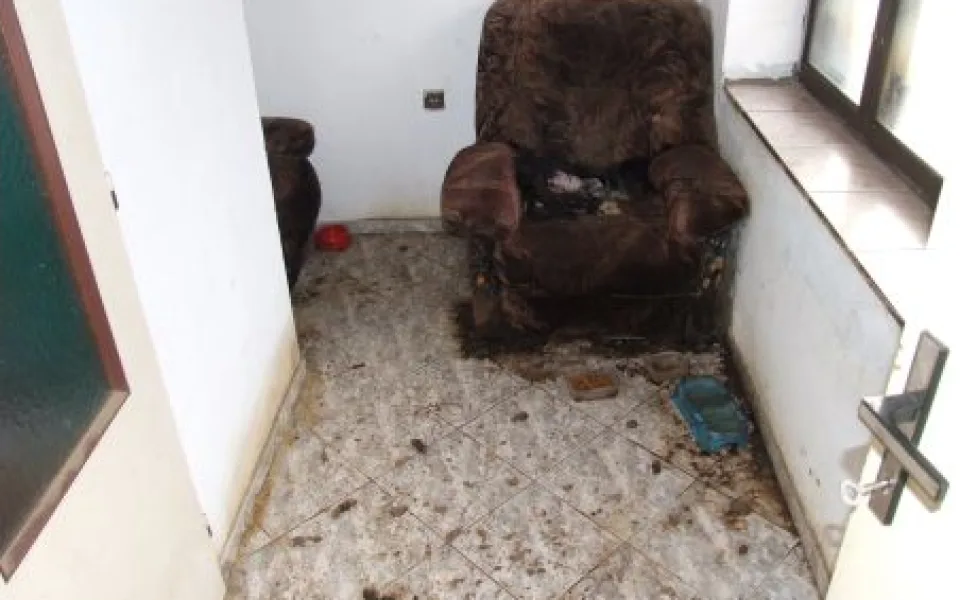 Majitelka po půl roce utýrala dva své psy. Teď jí hrozí tři roky vězení