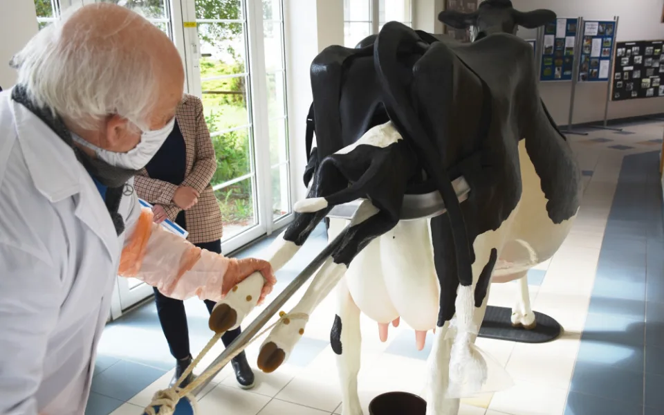 Studenti veterinární školy v Hradci Králové mají netradiční pomůcku. Model krávy na které se učí rodit tele