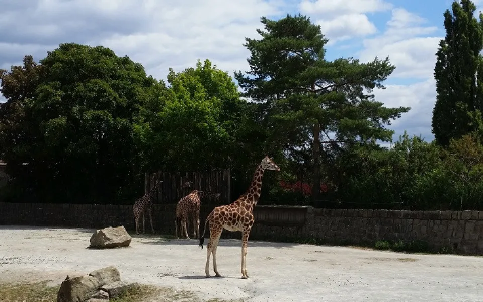 Žirafy v zoo ve Dvoře Králové nad Labem