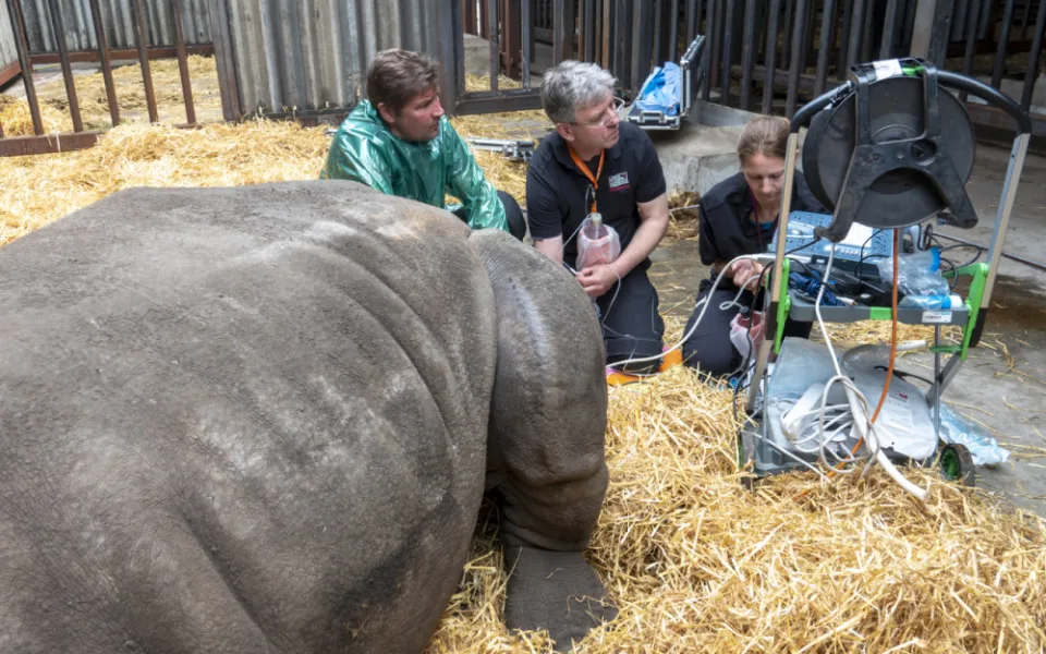 Podařilo se odebrat rekordní množství vajíček nosorožců. Safari Park je tak opět o trochu blíž k jejich záchraně