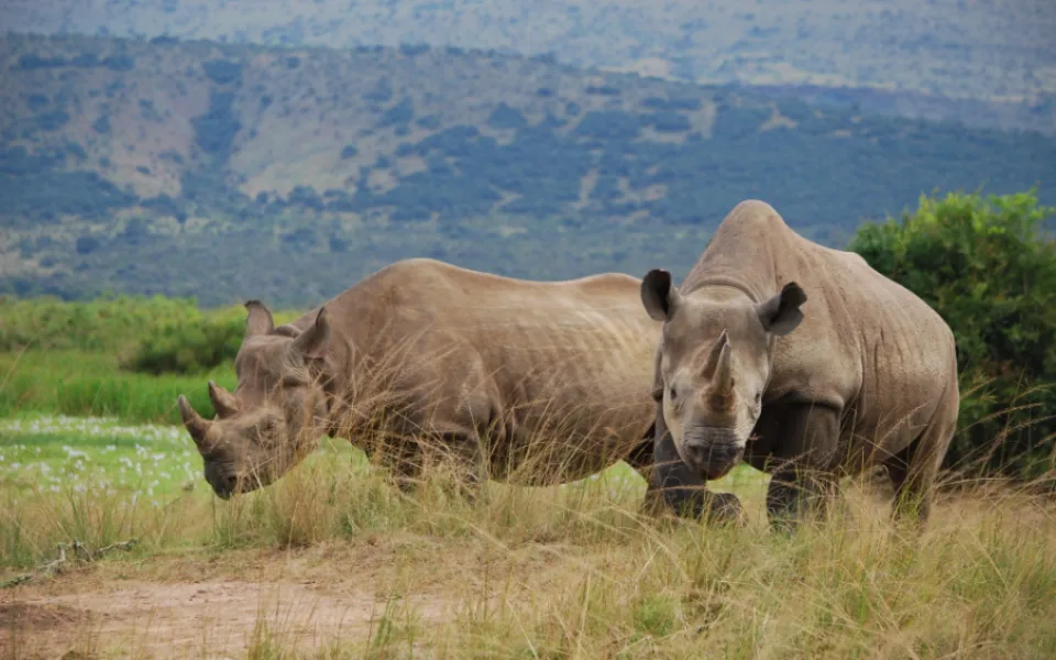 Dvojice nosorožců ze zoo ve Dvoře Králové nad Labem Jasiri a Mandela v rezervaci Akagera