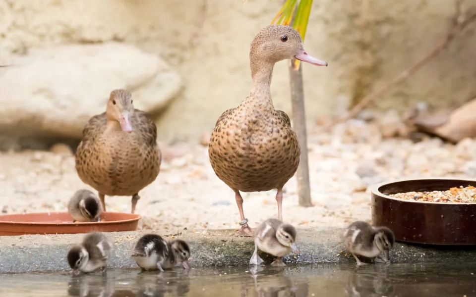 Zoologická zahrada ve Dvoře Králové zažívá babyboom. Ptačí pavilon praská ve švech.